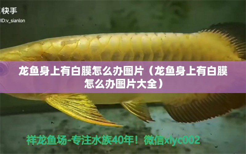 龍魚身上有白膜怎么辦圖片（龍魚身上有白膜怎么辦圖片大全）