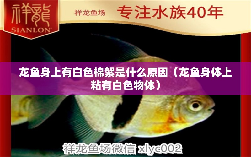 龍魚身上有白色棉絮是什么原因（龍魚身體上粘有白色物體）