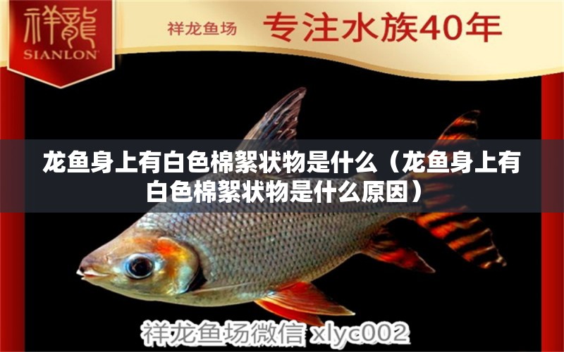 龍魚身上有白色棉絮狀物是什么（龍魚身上有白色棉絮狀物是什么原因）