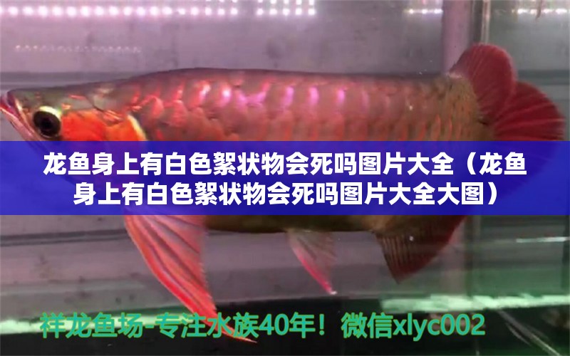 龍魚身上有白色絮狀物會死嗎圖片大全（龍魚身上有白色絮狀物會死嗎圖片大全大圖） 廣州龍魚批發(fā)市場