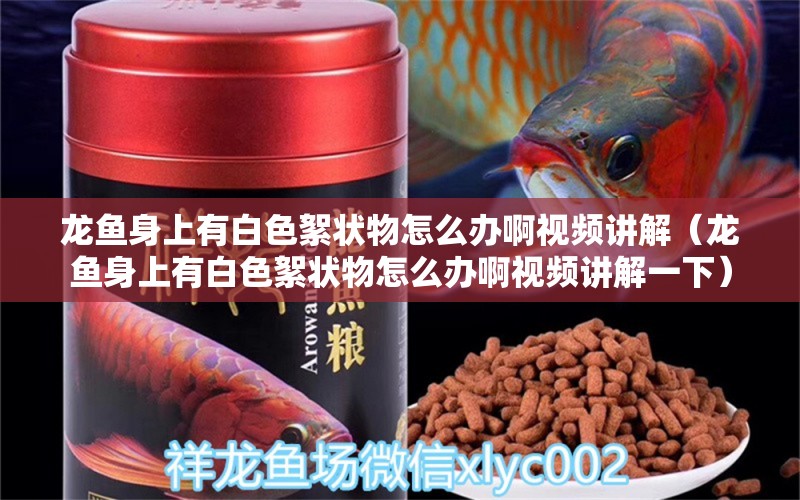 龍魚身上有白色絮狀物怎么辦啊視頻講解（龍魚身上有白色絮狀物怎么辦啊視頻講解一下） 廣州龍魚批發(fā)市場(chǎng)