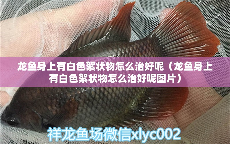 龍魚身上有白色絮狀物怎么治好呢（龍魚身上有白色絮狀物怎么治好呢圖片） 廣州龍魚批發(fā)市場