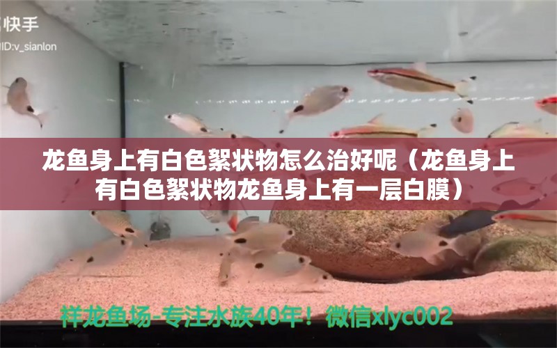 龍魚身上有白色絮狀物怎么治好呢（龍魚身上有白色絮狀物龍魚身上有一層白膜）