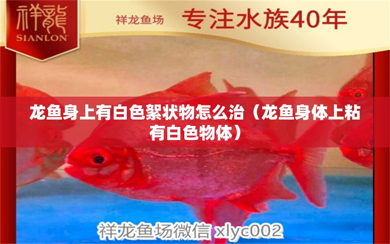 龍魚身上有白色絮狀物怎么治（龍魚身體上粘有白色物體）