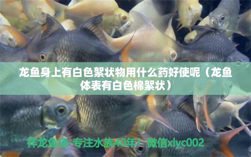 龍魚身上有白色絮狀物用什么藥好使呢（龍魚體表有白色棉絮狀）