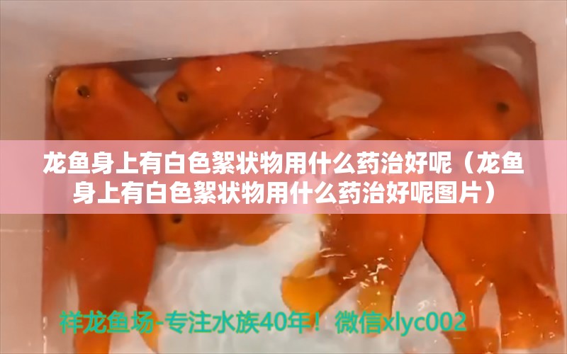 龍魚身上有白色絮狀物用什么藥治好呢（龍魚身上有白色絮狀物用什么藥治好呢圖片）