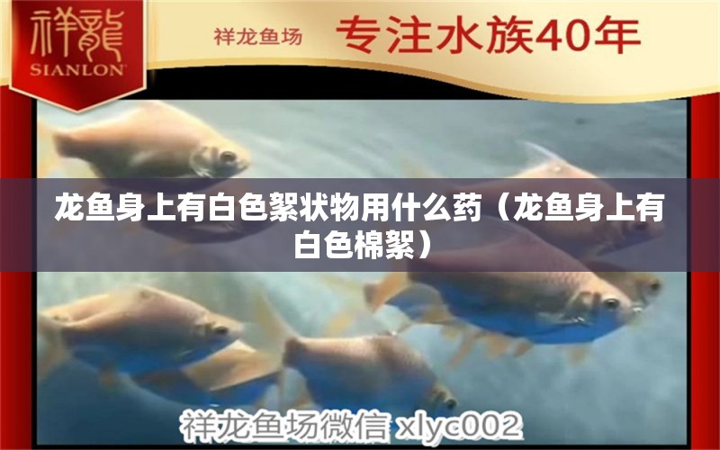 龍魚身上有白色絮狀物用什么藥（龍魚身上有白色棉絮）