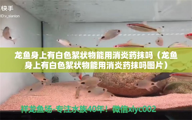 龍魚身上有白色絮狀物能用消炎藥抹嗎（龍魚身上有白色絮狀物能用消炎藥抹嗎圖片）