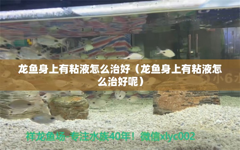 龍魚身上有粘液怎么治好（龍魚身上有粘液怎么治好呢）