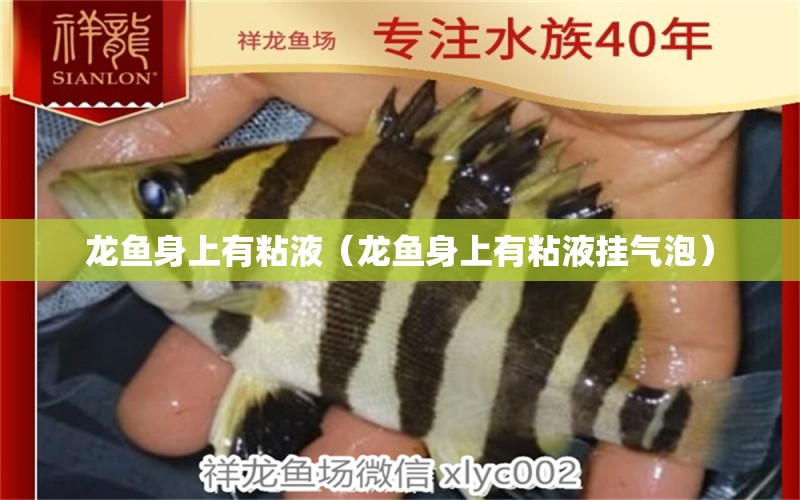 龍魚(yú)身上有粘液（龍魚(yú)身上有粘液掛氣泡）