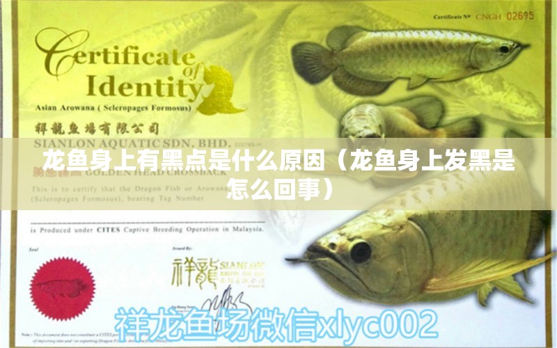 龍魚(yú)身上有黑點(diǎn)是什么原因（龍魚(yú)身上發(fā)黑是怎么回事）