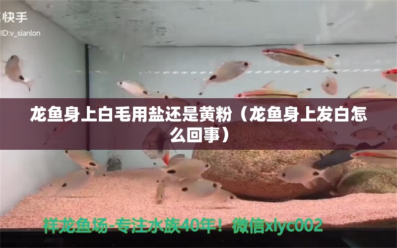 龍魚身上白毛用鹽還是黃粉（龍魚身上發(fā)白怎么回事）