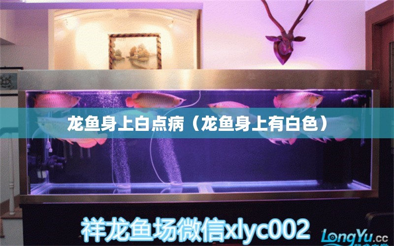 龍魚身上白點病（龍魚身上有白色） 觀賞魚