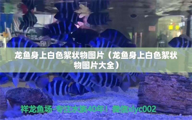 龍魚(yú)身上白色絮狀物圖片（龍魚(yú)身上白色絮狀物圖片大全） 廣州龍魚(yú)批發(fā)市場(chǎng)