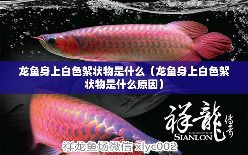 龍魚(yú)身上白色絮狀物是什么（龍魚(yú)身上白色絮狀物是什么原因）