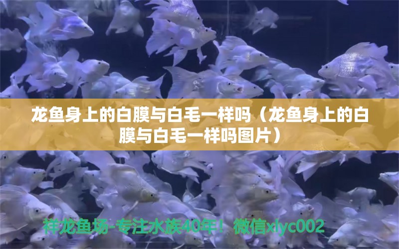 龍魚身上的白膜與白毛一樣嗎（龍魚身上的白膜與白毛一樣嗎圖片） 祥龍魚場