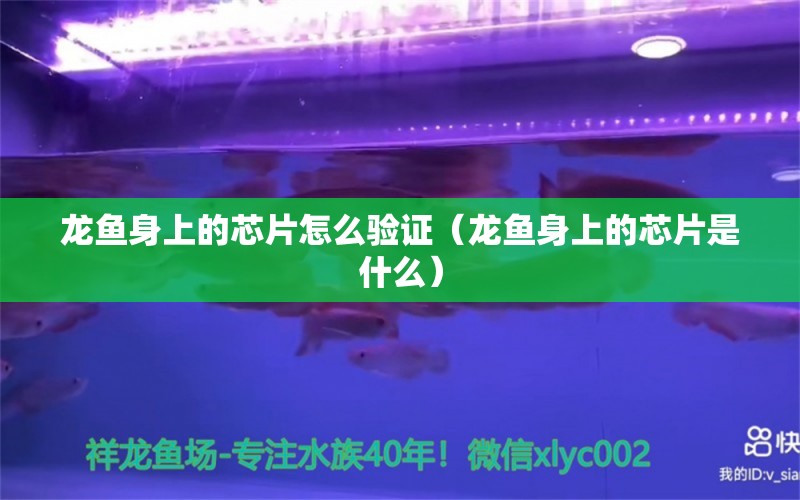 龍魚身上的芯片怎么驗(yàn)證（龍魚身上的芯片是什么） 廣州龍魚批發(fā)市場(chǎng)