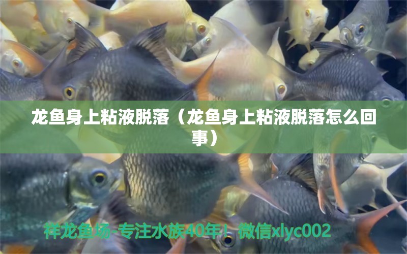 龍魚(yú)身上粘液脫落（龍魚(yú)身上粘液脫落怎么回事） 廣州龍魚(yú)批發(fā)市場(chǎng)