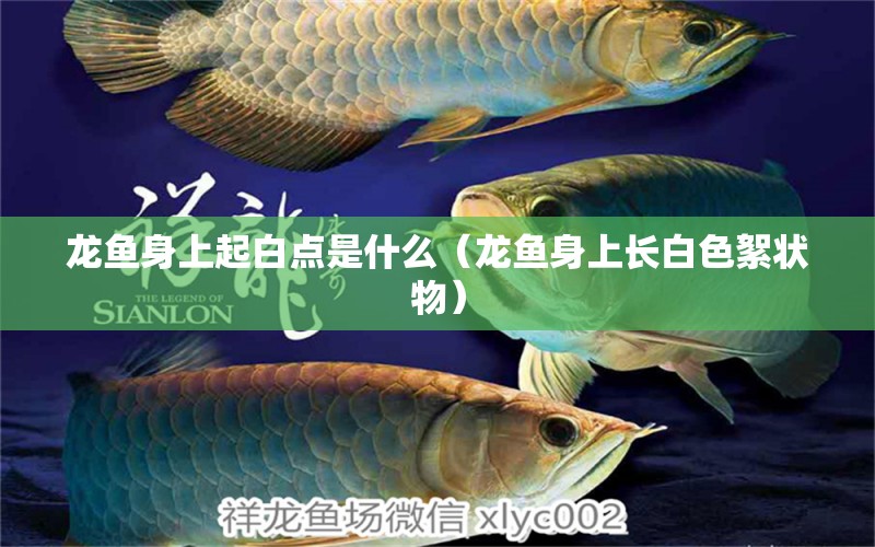 龍魚身上起白點是什么（龍魚身上長白色絮狀物）