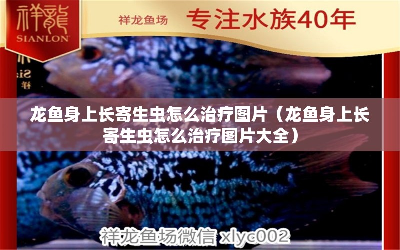 龍魚身上長寄生蟲怎么治療圖片（龍魚身上長寄生蟲怎么治療圖片大全）