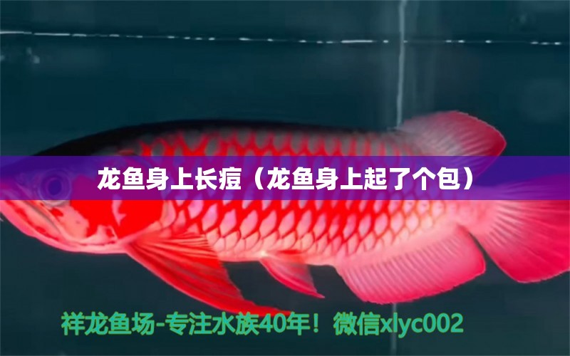 龍魚身上長痘（龍魚身上起了個包）