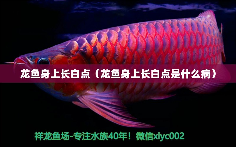 龍魚身上長(zhǎng)白點(diǎn)（龍魚身上長(zhǎng)白點(diǎn)是什么?。?觀賞魚