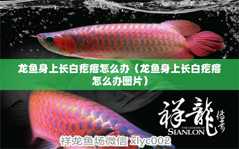 龍魚身上長白疙瘩怎么辦（龍魚身上長白疙瘩怎么辦圖片） 祥龍水族醫(yī)院