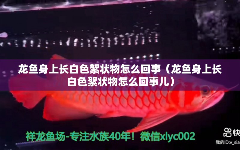 龍魚身上長白色絮狀物怎么回事（龍魚身上長白色絮狀物怎么回事兒） 廣州龍魚批發(fā)市場