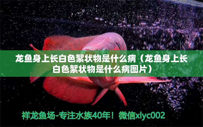 龍魚(yú)身上長(zhǎng)白色絮狀物是什么?。堲~(yú)身上長(zhǎng)白色絮狀物是什么病圖片） 觀賞魚(yú)