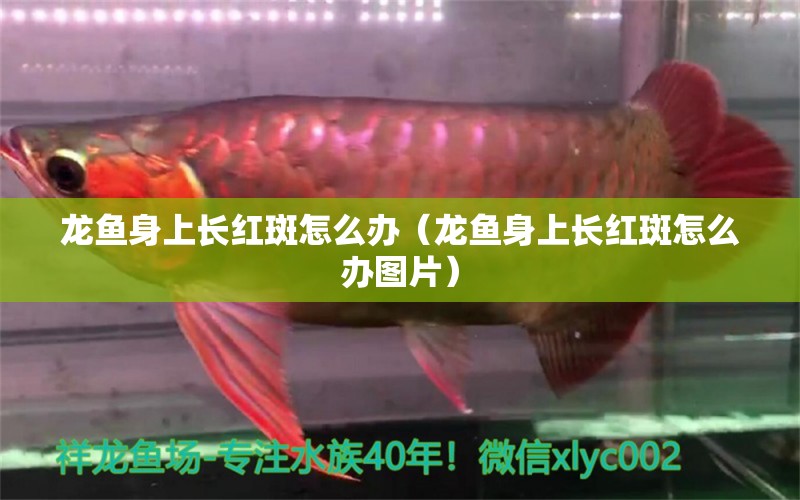 龍魚身上長紅斑怎么辦（龍魚身上長紅斑怎么辦圖片）