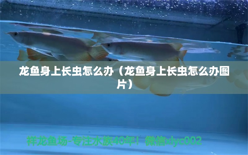 龍魚(yú)身上長(zhǎng)蟲(chóng)怎么辦（龍魚(yú)身上長(zhǎng)蟲(chóng)怎么辦圖片） 龍魚(yú)疾病與治療