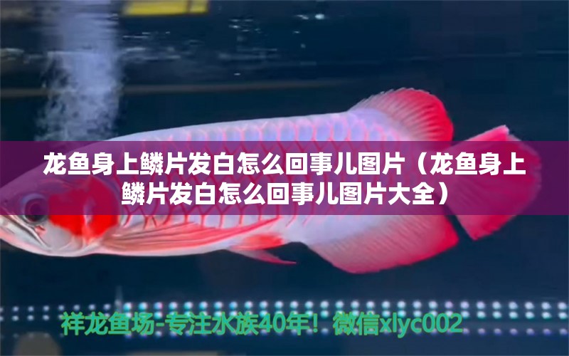 龍魚身上鱗片發(fā)白怎么回事兒圖片（龍魚身上鱗片發(fā)白怎么回事兒圖片大全） 廣州龍魚批發(fā)市場(chǎng)