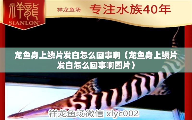 龍魚(yú)身上鱗片發(fā)白怎么回事啊（龍魚(yú)身上鱗片發(fā)白怎么回事啊圖片） 廣州龍魚(yú)批發(fā)市場(chǎng)