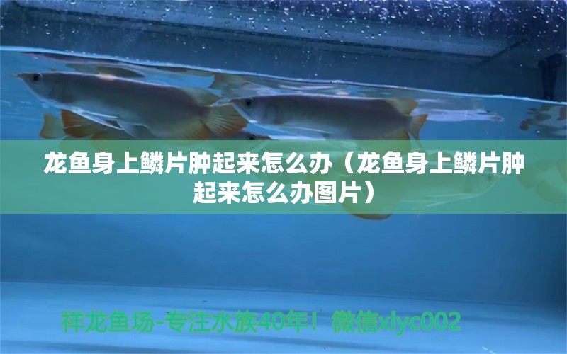 龍魚身上鱗片腫起來怎么辦（龍魚身上鱗片腫起來怎么辦圖片） 廣州龍魚批發(fā)市場