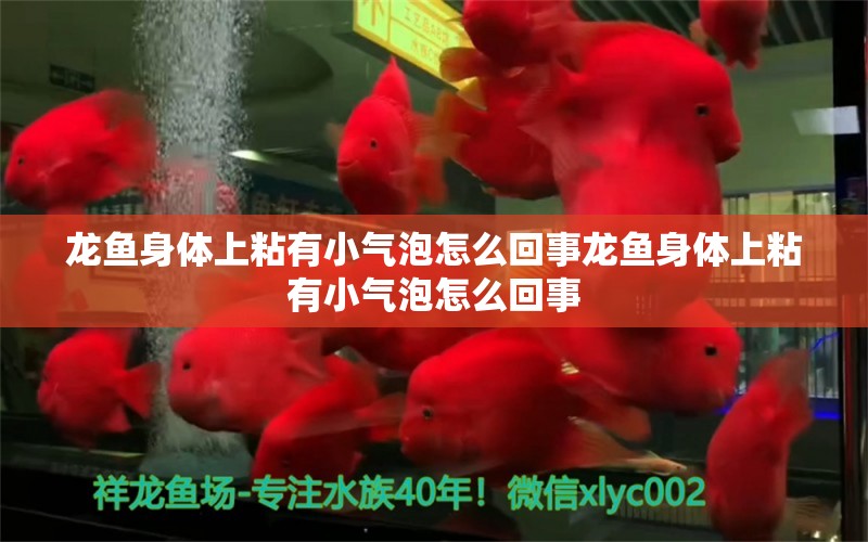 龍魚身體上粘有小氣泡怎么回事龍魚身體上粘有小氣泡怎么回事