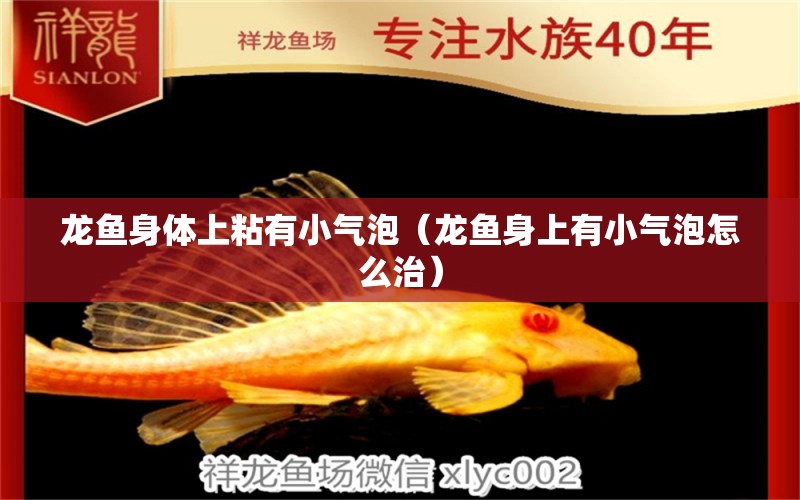 龍魚身體上粘有小氣泡（龍魚身上有小氣泡怎么治） 速倍妥魚糧魚藥