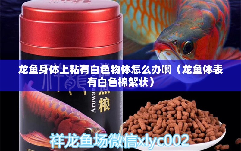 龍魚身體上粘有白色物體怎么辦?。堲~體表有白色棉絮狀）