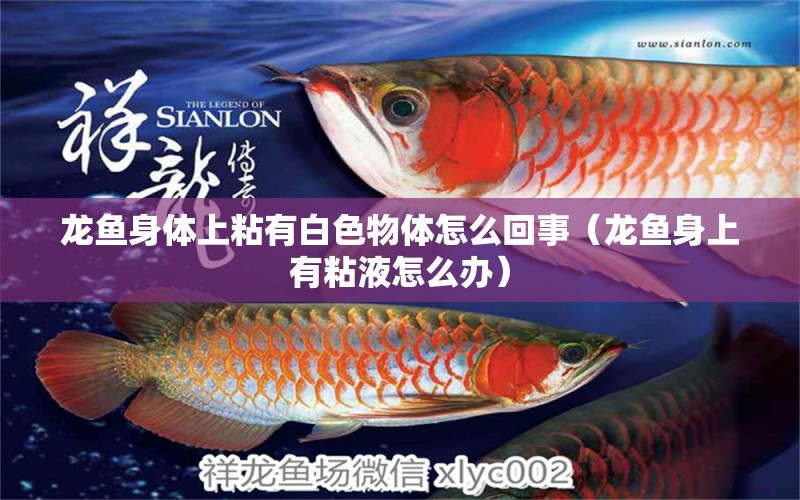 龍魚身體上粘有白色物體怎么回事（龍魚身上有粘液怎么辦）