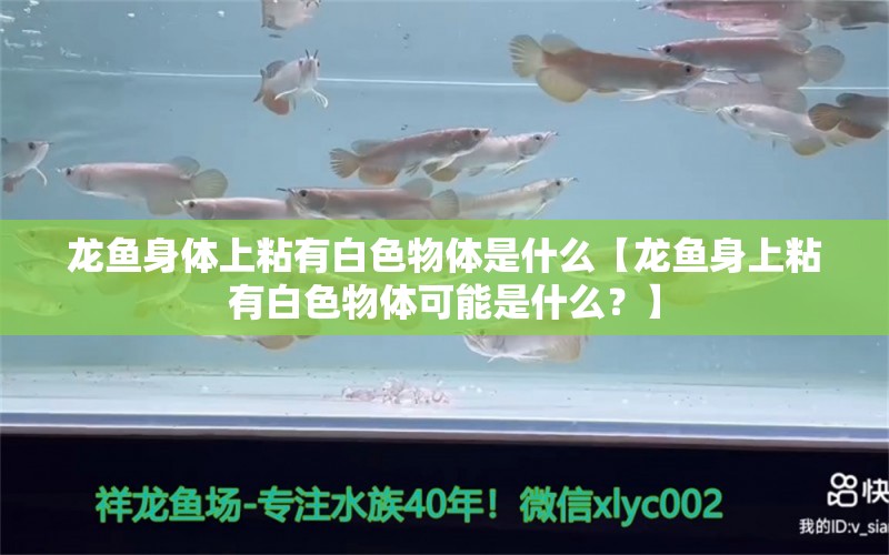 龍魚身體上粘有白色物體是什么【龍魚身上粘有白色物體可能是什么？】 水族問答 第1張