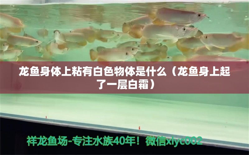 龍魚身體上粘有白色物體是什么（龍魚身上起了一層白霜）