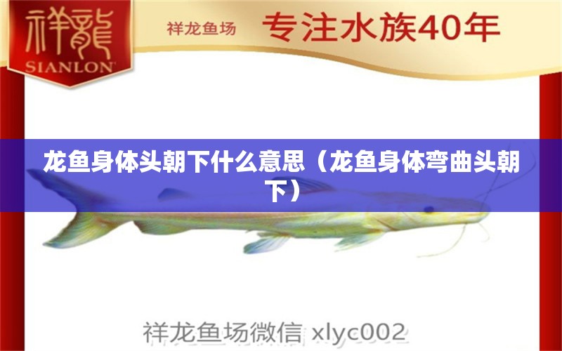 龍魚身體頭朝下什么意思（龍魚身體彎曲頭朝下） 祥龍水族醫(yī)院