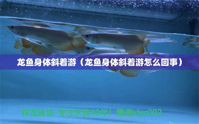 龍魚身體斜著游（龍魚身體斜著游怎么回事） 廣州龍魚批發(fā)市場(chǎng)