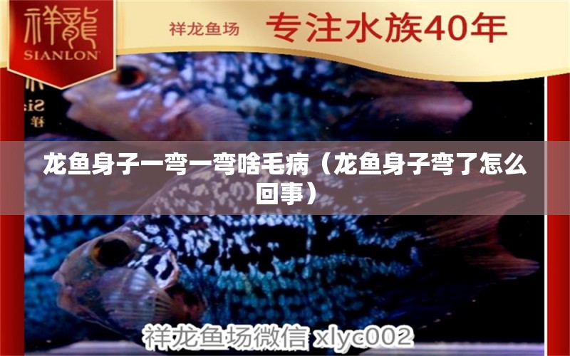 龍魚(yú)身子一彎一彎啥毛?。堲~(yú)身子彎了怎么回事） 廣州龍魚(yú)批發(fā)市場(chǎng)