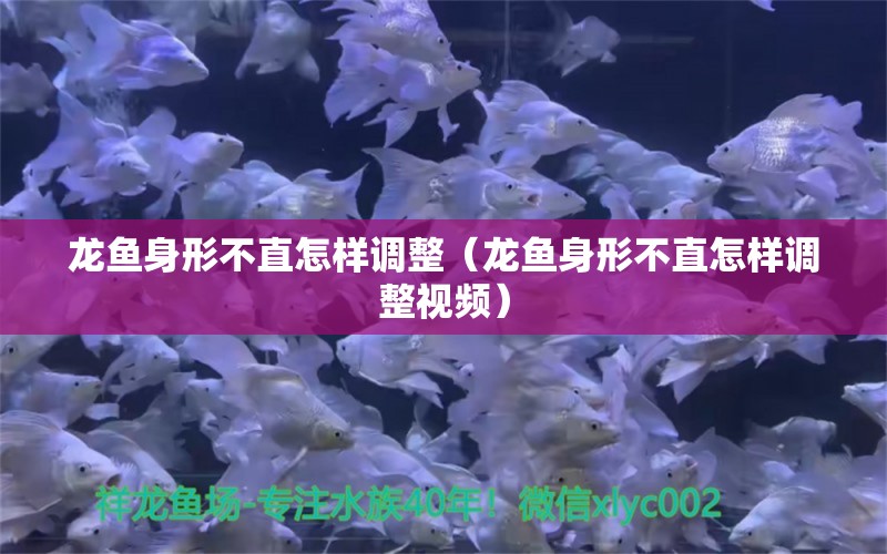 龍魚身形不直怎樣調(diào)整（龍魚身形不直怎樣調(diào)整視頻）