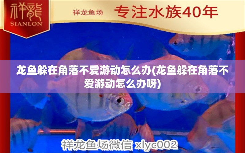 龍魚(yú)躲在角落不愛(ài)游動(dòng)怎么辦(龍魚(yú)躲在角落不愛(ài)游動(dòng)怎么辦呀) 祥龍金禾金龍魚(yú)