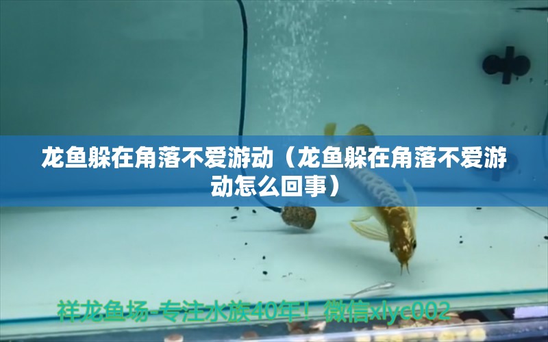 龍魚躲在角落不愛游動（龍魚躲在角落不愛游動怎么回事）