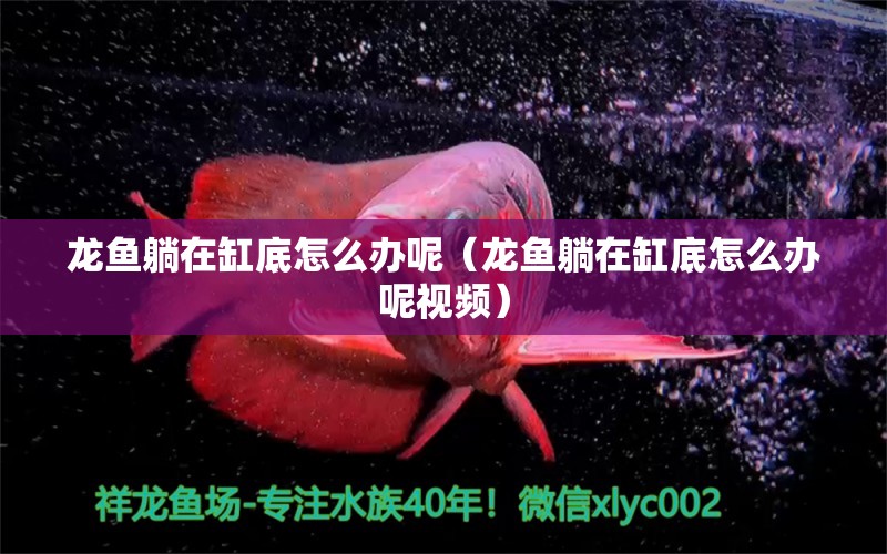 龍魚躺在缸底怎么辦呢（龍魚躺在缸底怎么辦呢視頻）