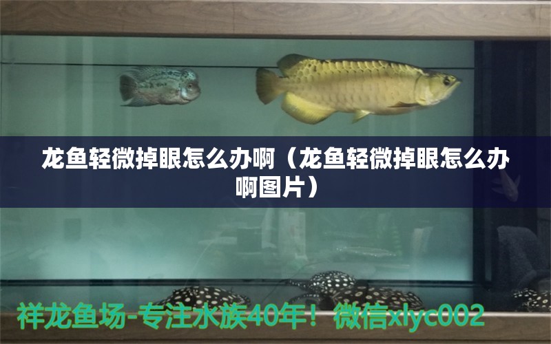 龍魚輕微掉眼怎么辦啊（龍魚輕微掉眼怎么辦啊圖片）