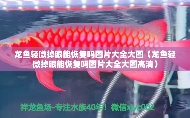 龍魚輕微掉眼能恢復(fù)嗎圖片大全大圖（龍魚輕微掉眼能恢復(fù)嗎圖片大全大圖高清） 廣州龍魚批發(fā)市場