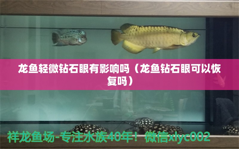 龍魚輕微鉆石眼有影響嗎（龍魚鉆石眼可以恢復(fù)嗎）